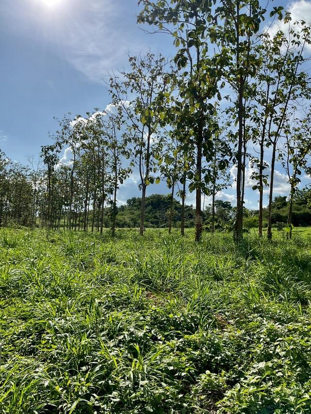 ขายที่ดิน ปากช่อง หนองสาหร่าย 15
