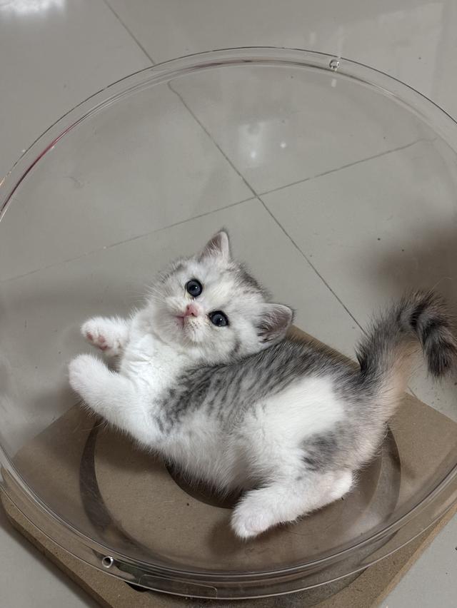 แมวบริติช British shorthair รูปย่อยที่ 2
