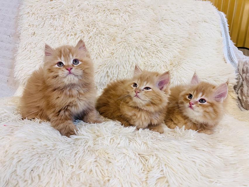 แมว เปอร์เซียสีส้ม สามสี รูปที่ 5