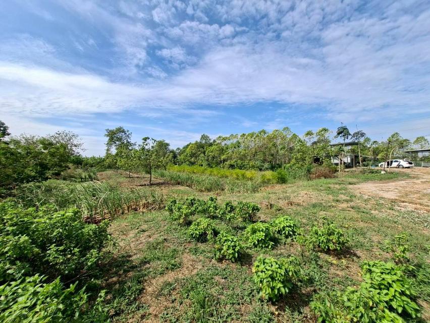 ขายที่ดินพร้อมสิ่งปลูกสร้าง ถนนเลียบรางรถไฟ ตำบลตลาดน้อย อำเภอบ้านหมอ จังหวัดสระบุรี 4