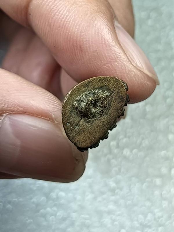 พระชัยวัฒน์ จากพระชุดกรรมการ แก้วสารพัดนึก วัดศาลาครืน ปี2524(จัดสร้างปี2523) ครับ 3