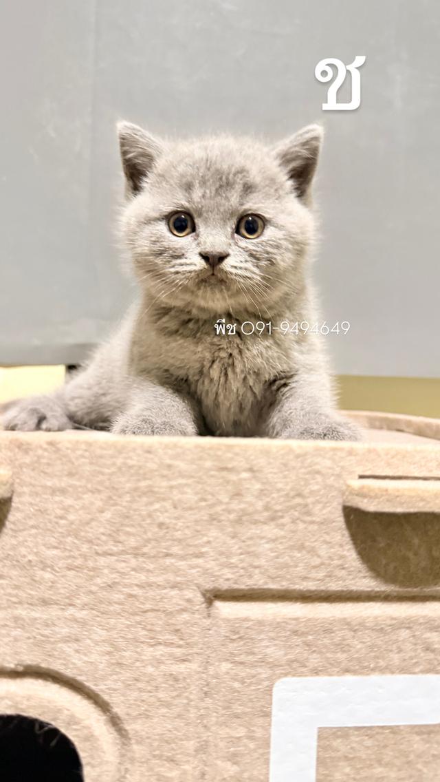 ลูกหมี บริติช ช็อตแฮร์ สีแท้ รูปย่อยที่ 3