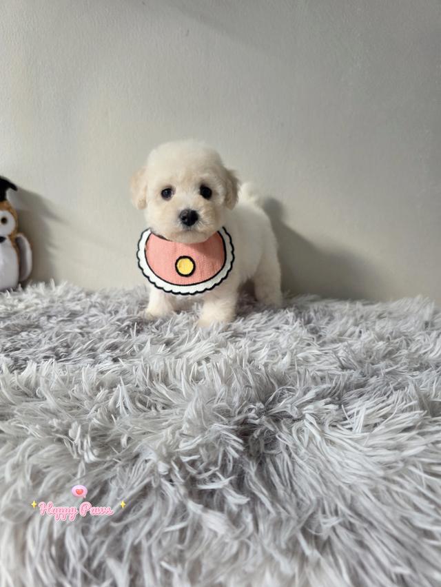 เด็กหญิงพุดเดิ้ลทอย toy poodle