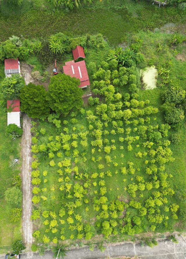 ขายที่ดินเปล่า หนองจอก 2 ไร่ 84 ตร.ว. ติดคลองธรรมชาติ ผังสีเขียว เงียบ ร่มรื่น 7