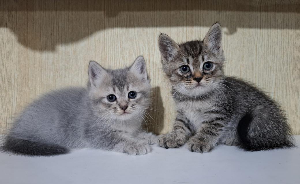 ลูกแมวเปอร์เซีย+ลูกครึ่งเปอร์เซีย รูปที่ 4