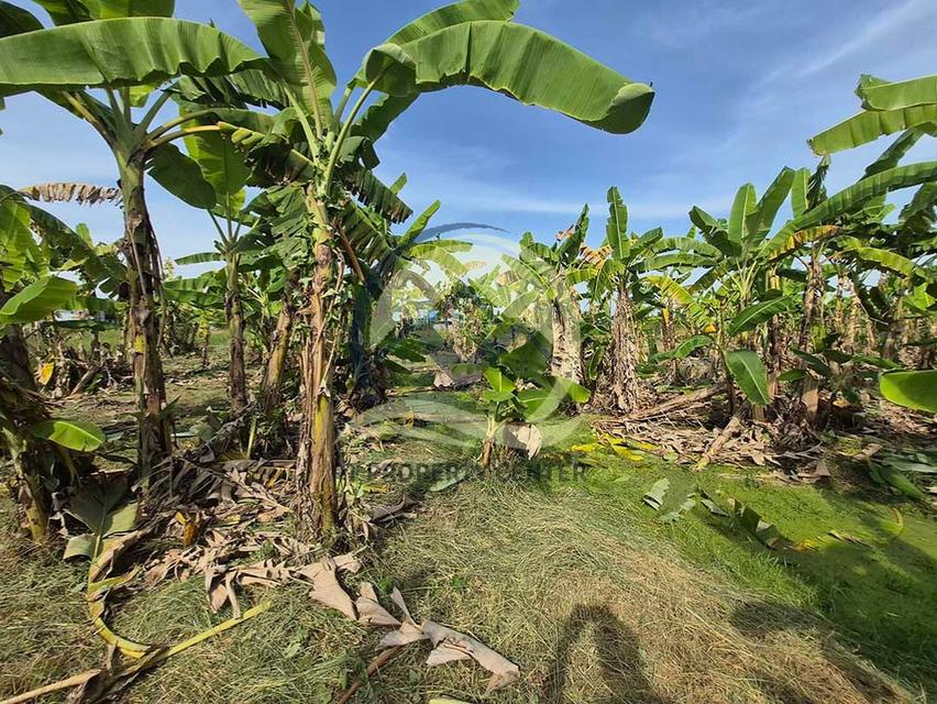 ขาย ที่ดินเปล่า 1-1-33 ไร่ ( 533 ตร.ว. ) ซ.บึงบอน 11 ถ.รังสิต-นครนายก  จ.ปทุมธานี  8