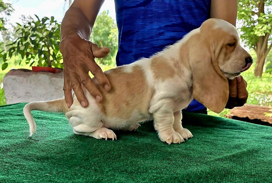 บาสเซ็ตฮาว์ดใบเพ็ดสมาคมพัฒนาพันธุ์สุนัข