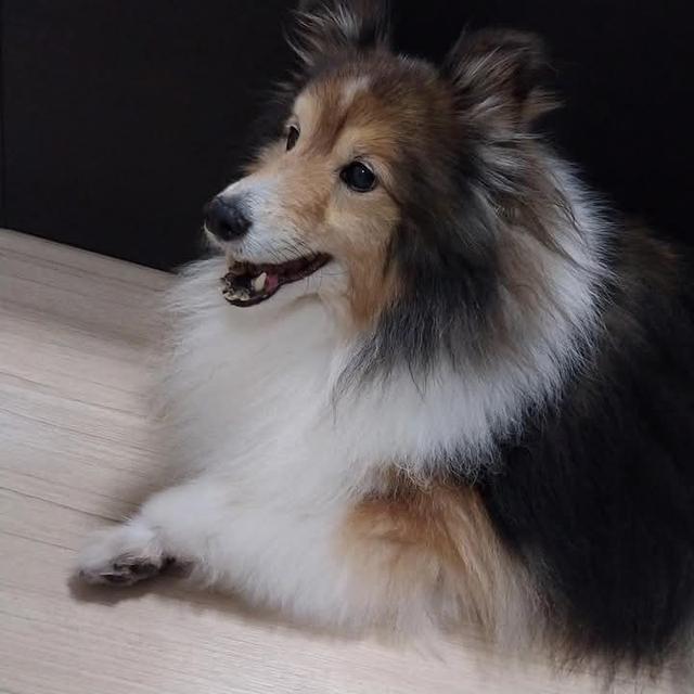 ขาย Shetland Sheepdog ขนสวย