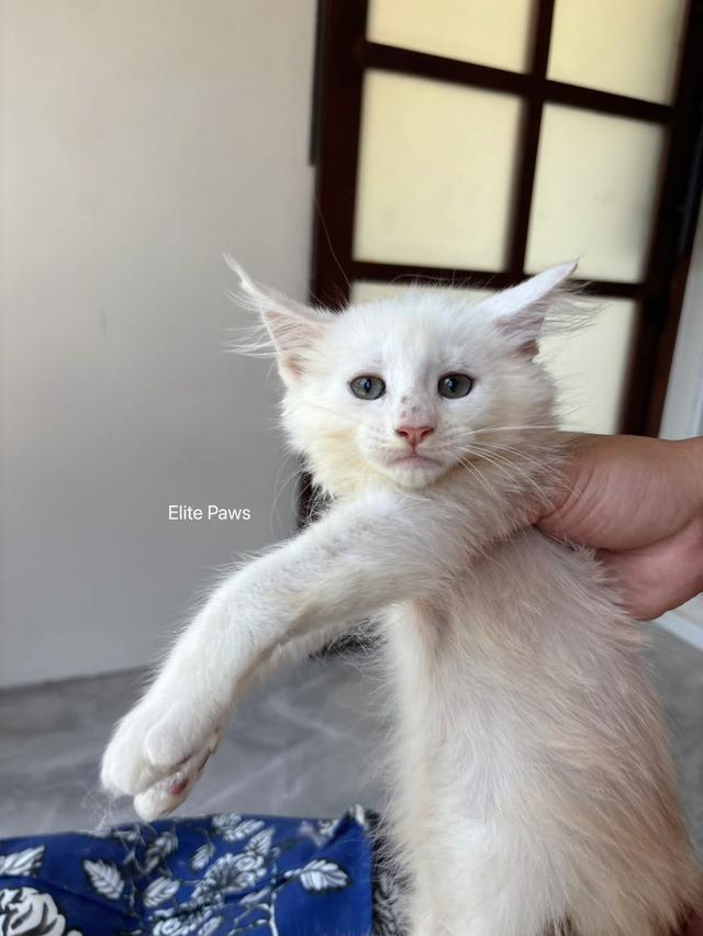 แมวMaine Coon เพศหญิง รูปที่ 3