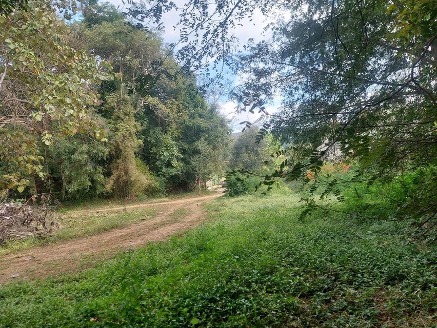 ขายที่ดิน ต.บ้านปง อ.หางดง จ.เชียงใหม่ 800 ตรว 7 ล้าน 1