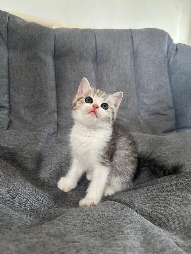 แมวmunchkin ขายาว เพศผู้ รูปย่อยที่ 2