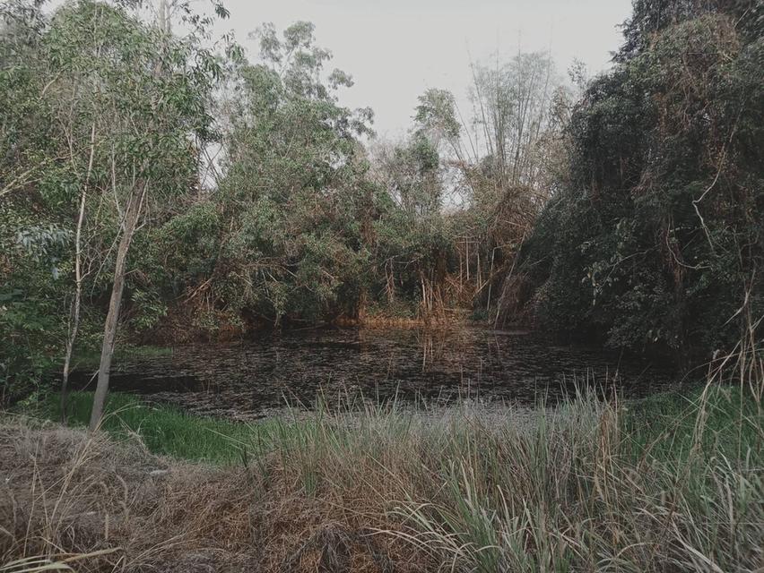 ที่ดินในพื้นที่ อำเภอหล่มเก่า จ.เพชรบูรณ์ 4