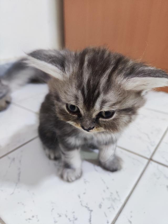 ลูกแมวพันธ์เปอร์เซีย....แท้ร้อย100% 3