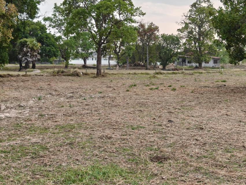 ขายที่ดินแปลงใหญ่ บ้านทุ่งขุนน้อย อุบลราชธานี ** เพียง 1.5 ลบ. ฟรีโอน ** (N.2029) 6