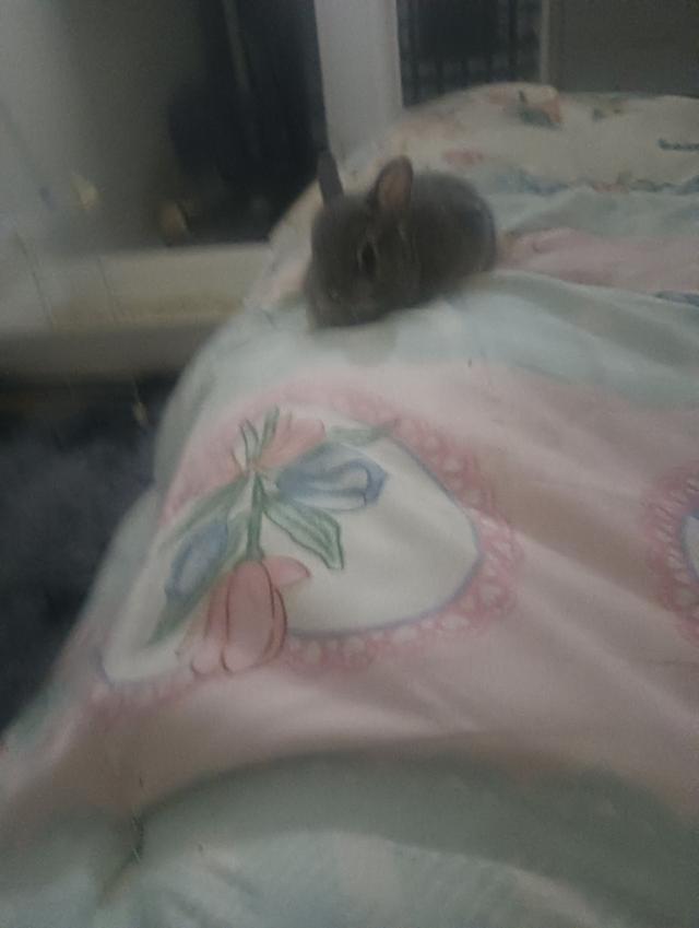 กระต่ายแคระอายุ 3เดือน รูปย่อยที่ 4