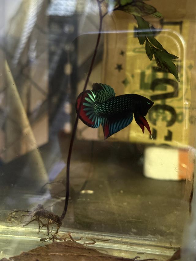 ปลากัดป่าหลากหลายสายพันธุ์ รูปที่ 4