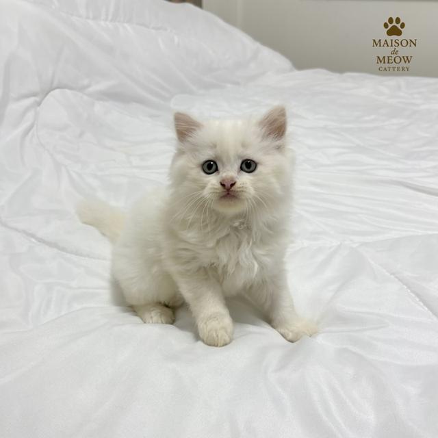 ❌ได้บ้านแล้ว เปอร์เซียแท้ ขาว/ส้ม พร้อมย้าย 7