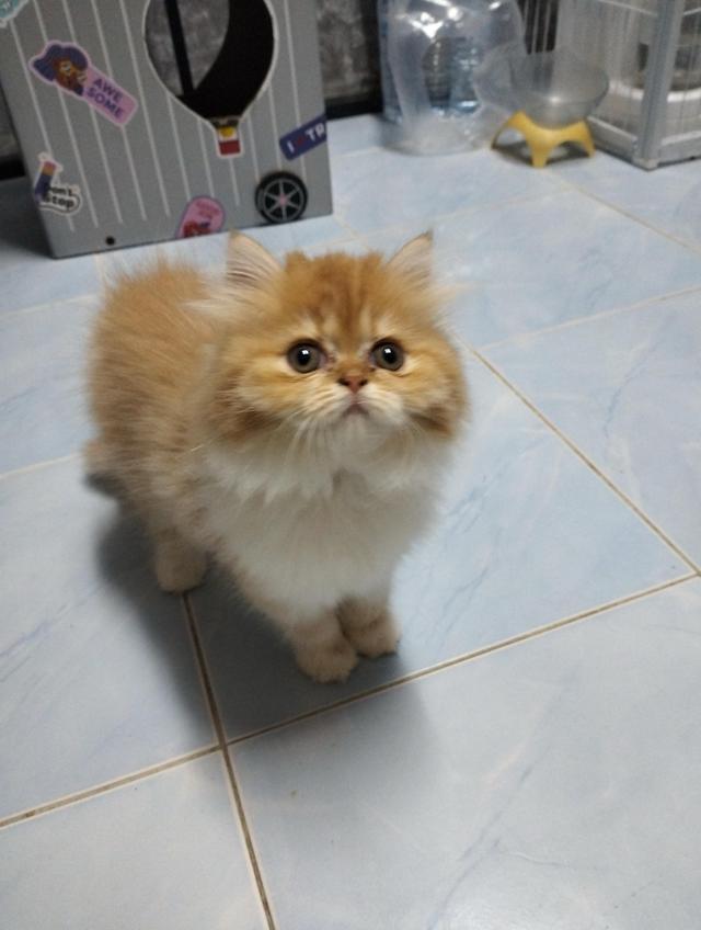 ลูกแมวเปอร์เซีย ส้มขาว กาฟิว 3