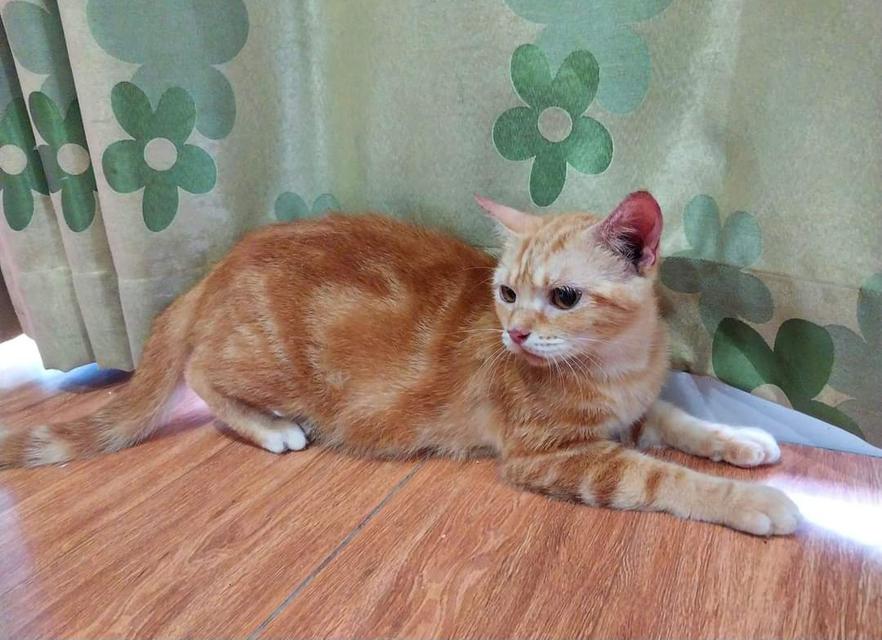  แม่พันธุ์ อเมริกันช็อตแฮร์
