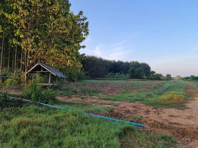 อย่าพลาดดีลเด็ดโปรดี ที่ติดแม่น้ำโขง ต.กุดบง อ.โพนพิสัย จ.หนองคาย หลังติดแม่น้ำโขง ไร่ละ 2ล้านบาท โทร 096-882-1857 5