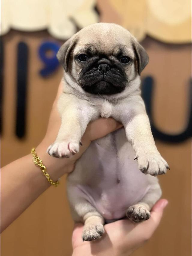 Pug Puppies WhatsApp me : +66 63 826 3042 รูปย่อยที่ 2