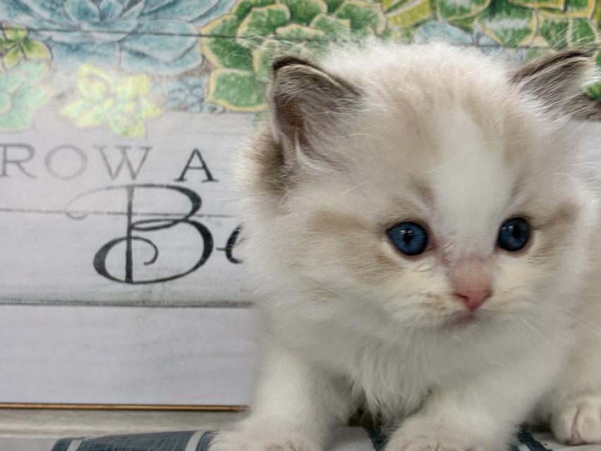 Ragdoll  2