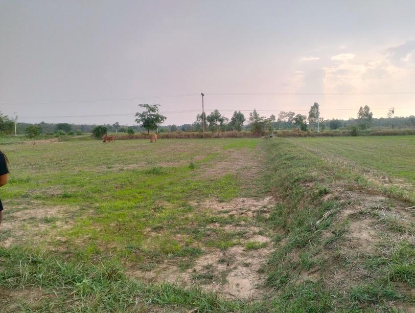 ขายที่ดิน8ไร่ ติดถนนทางเข้าบ้านสังคม ต.หลักเหลี่ยม อ.นามน จ.กาฬสินธุ์ 6