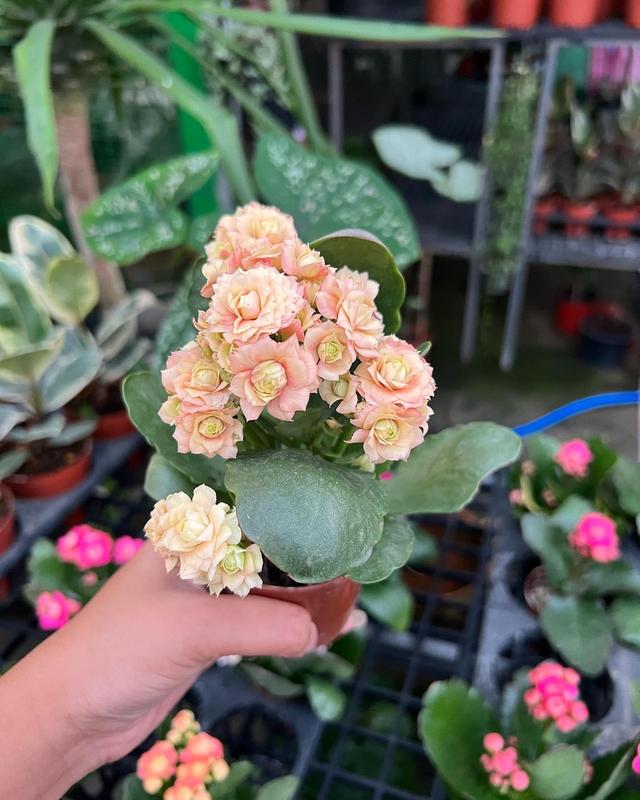 กุหลาบหิน Kalanchoe blossfeldiana Poelln 3