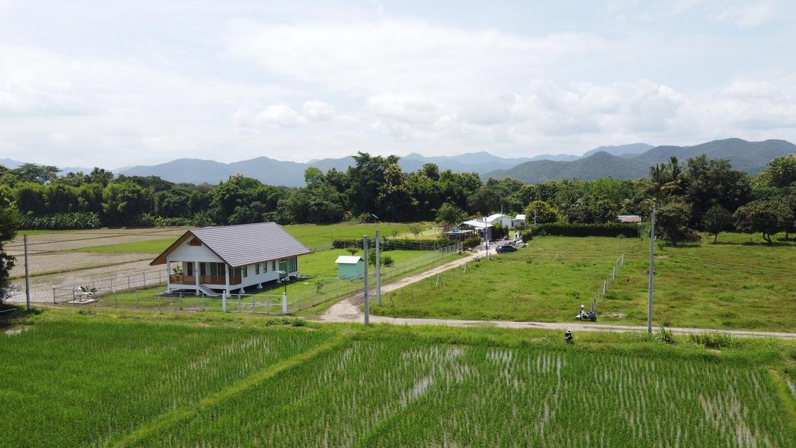 ที่นาแบ่งขาย 11 แปลง ติดถนนสันกำแพงสายเก่า วิวดอย ราคาถูก 9