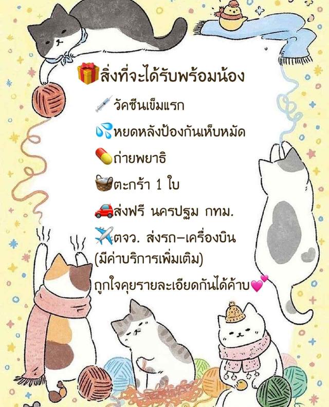 สก็อตติชโฟลด์เกรดเลีเยงเล่นครับ