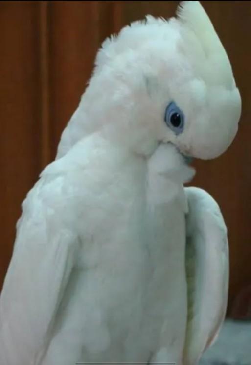 นกกระตั้วสีขาว