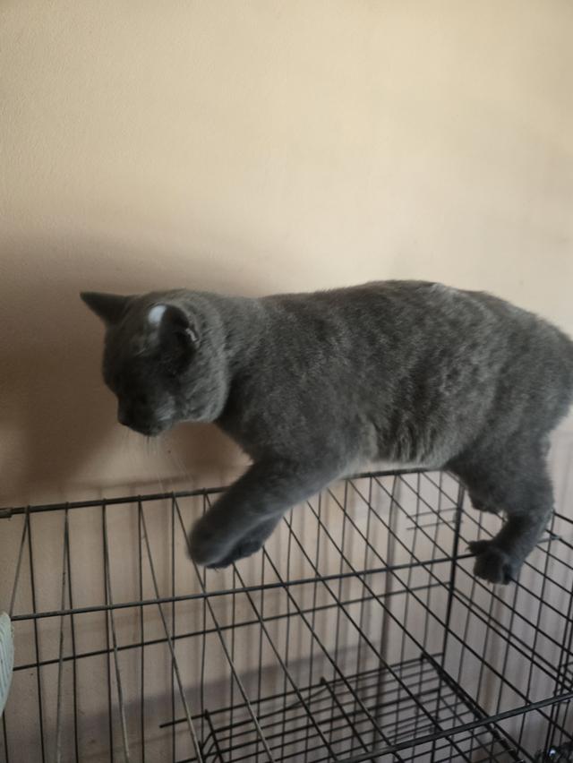 ลูกแมวบริติชช็อตแฮร์สายเลือดแชมป์ รูปที่ 8