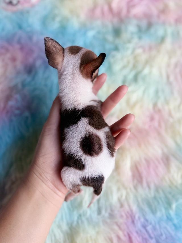 ชิวาวาแท้ ทีคัพ ขนสั้น เพศเมีย 11