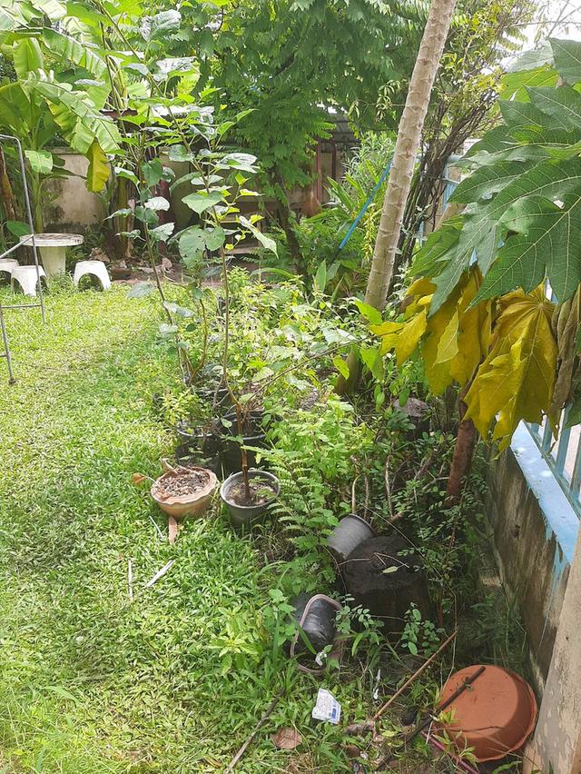 บ้านเดี่ยวพร้อมที่ดิน 15