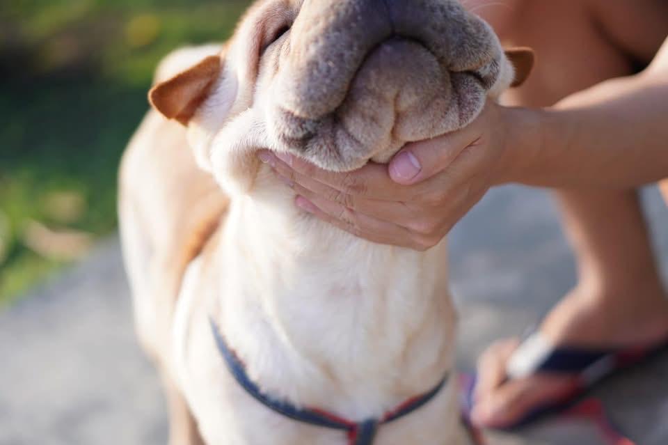 ขายสุนัขพันธุ์ Shar Pei  3