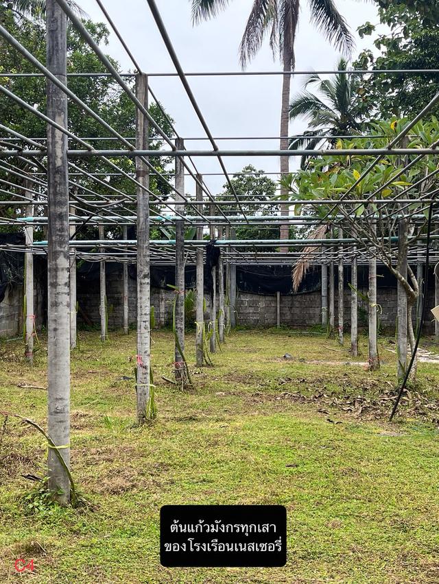 ขายที่ดินพร้อมบ้านและสวนผลไม้ 8