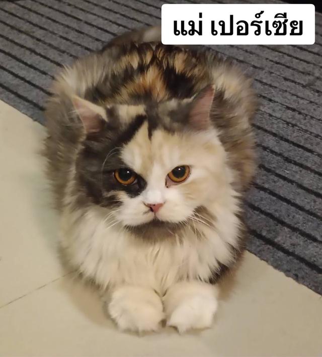 แมวบ้านนี้ขี้อ้อน(เด็กชาย3เดือน) พร้อมย้ายบ้าน รูปที่ 10