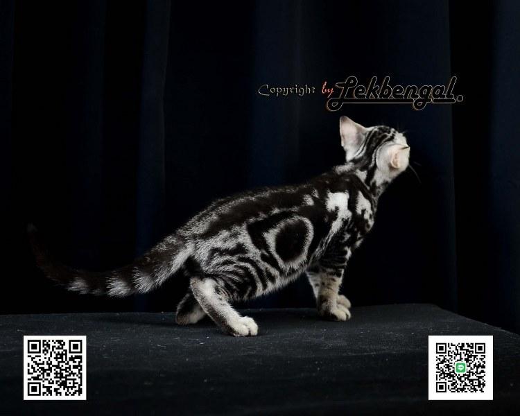 ขายลูกแมว อเมริกันชอตแฮร์ American Shorthair อายุ 2.5 เดือน  2