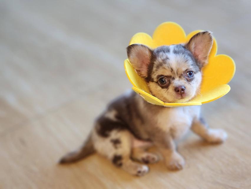 ชิวาวา  สีช๊อกเมอร์ ผู้หญิง อ้อนๆค่า วัคซีนแล้วสุขภาพแข็งแรงค่า 😊