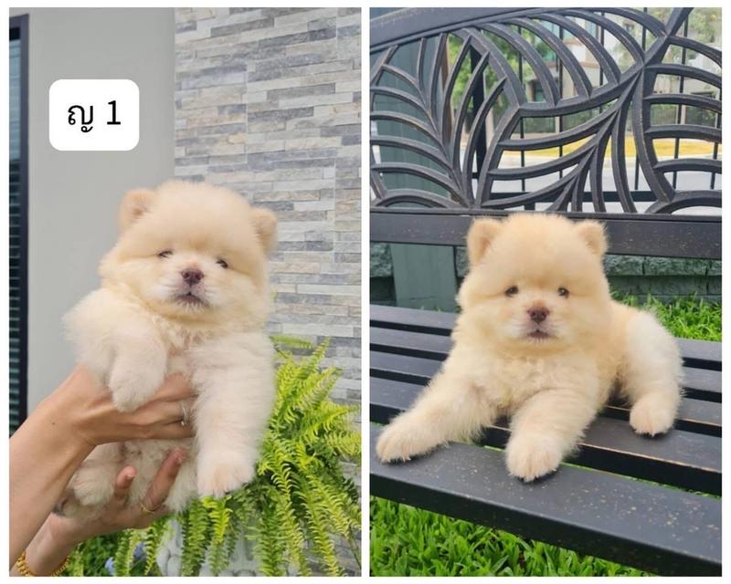 ลูก Chow Chow ราคาเบาๆ 4