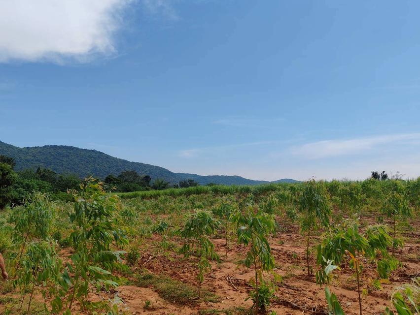 ที่ดินเปล่า จ.ลพบุรี อ.ลำสนธิ 9