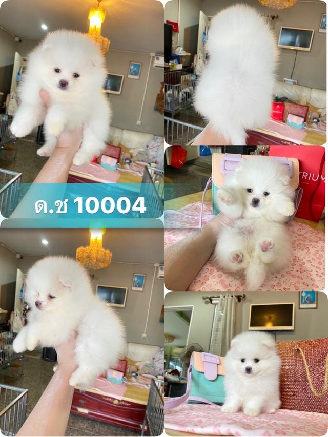 ลูกปอมปอมแท้