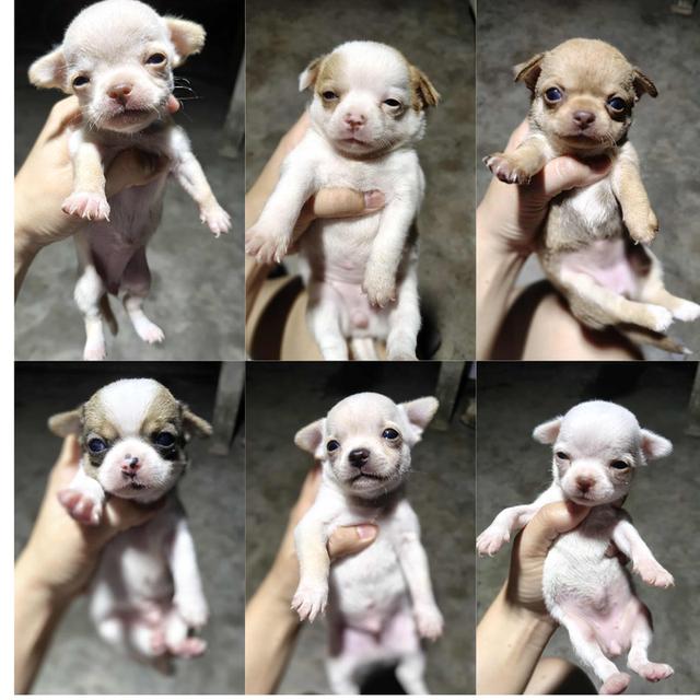 เปิดจองชิวาว่าเเท้ขนสั้น 4500 ไซส์เล็ก