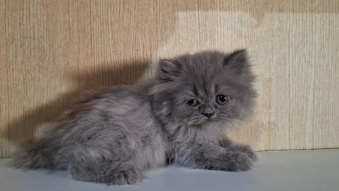ลูกแมวบริติชสีบลูเพศหญิง รูปที่ 2