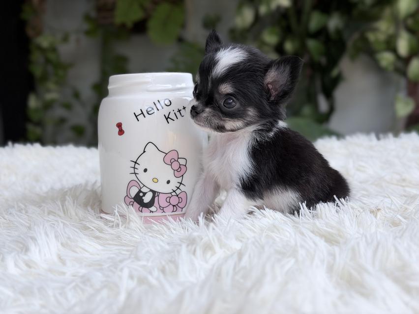 ชิวาวาแท้ เพศเมีย ตัวจิ๋ว พร้อมย้ายบ้าน รูปย่อยที่ 4