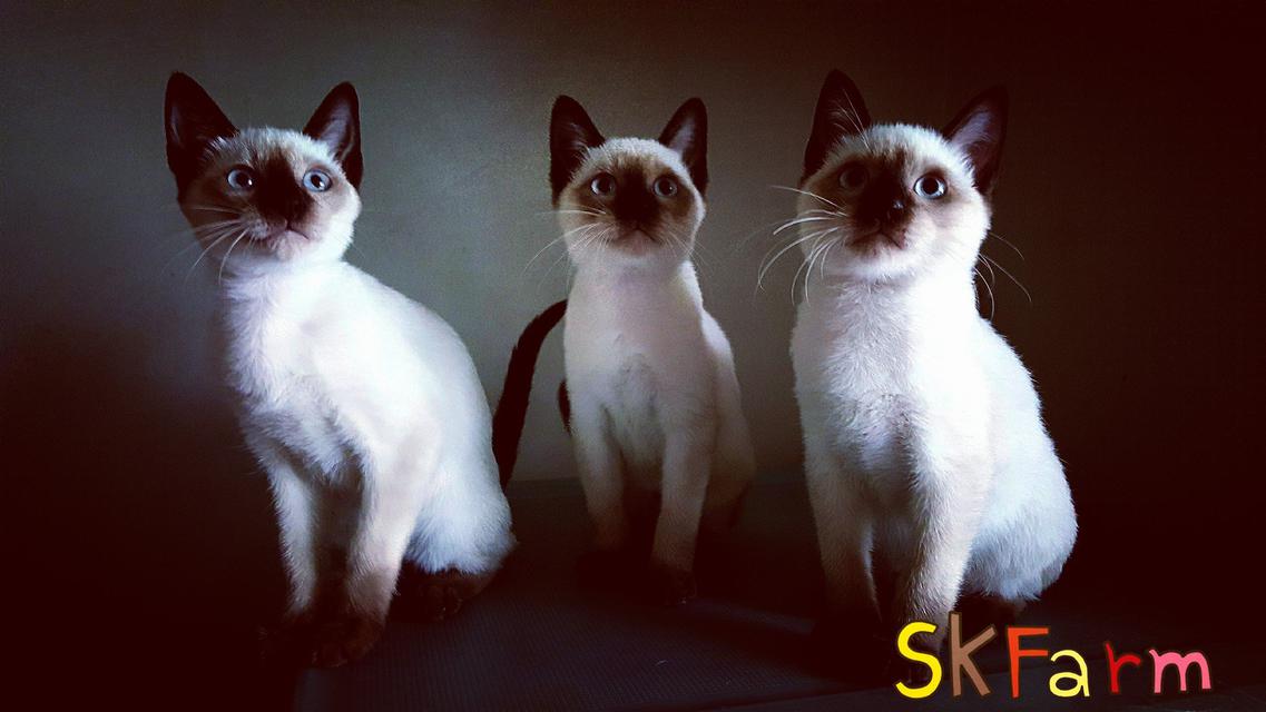 (เปิดจองลูก) ฟาร์มแมวมงคลไทยโบราณสายพันธุ์ไทยแท้ วิเชียรมาศ Siamese Cat (จดทะเบียนพาณิชย์ ) 5