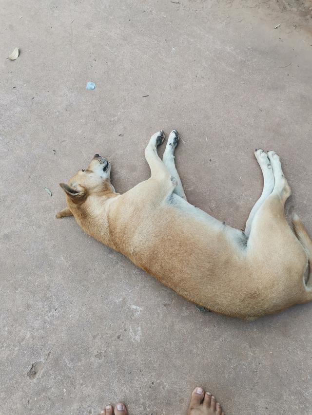 หมาไท​ยหลัง​อาน​แม่​ลูก​