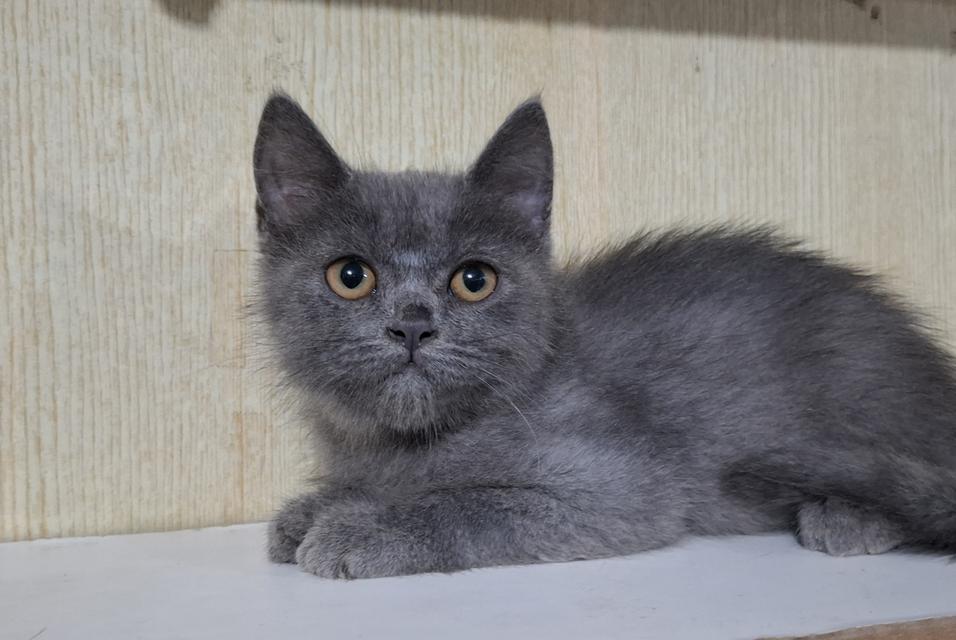 ลูกแมว British Shorthair