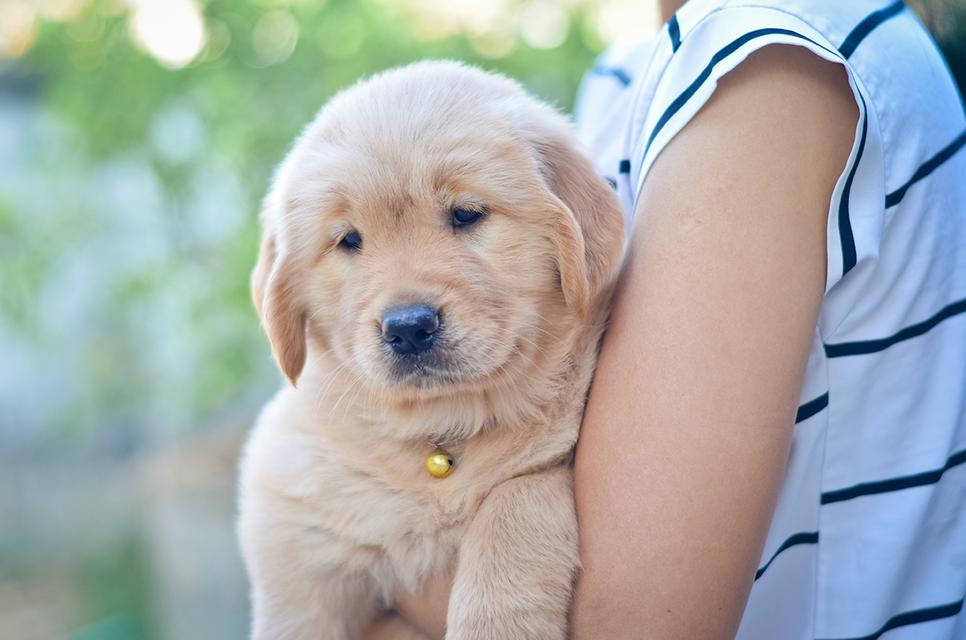 ขายลูกโกลเด้นแท้ ลูกโกลเด้นรีทรีฟเวอร์ พร้อมส่งลูกค้า กรุงเทพฯ นนทบุรี ปทุมธานี สมุทรปราการ ชลบุรี ระยอง โคราช สระบุรี ฉะเชิงเทรา นครนายก ฯลฯ รูปที่ 3