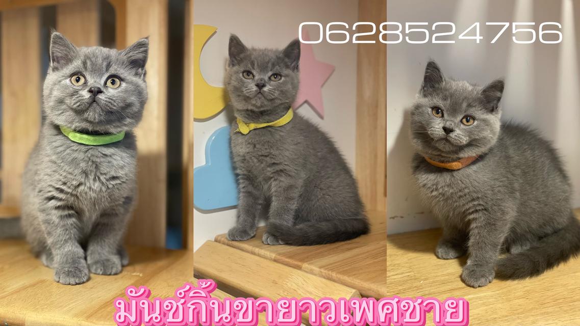 แมว มันช์กิ้นขายาว